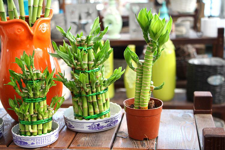 辦公室前臺(tái)放什么植物比較好，綠植擺放有哪些(圖1)